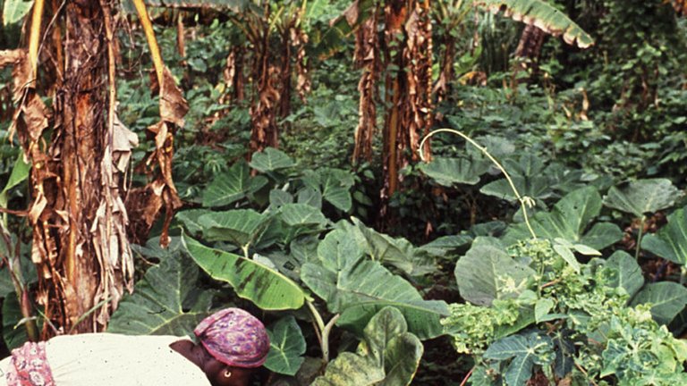 Image of plants and trees demonstrating polyculture farming.